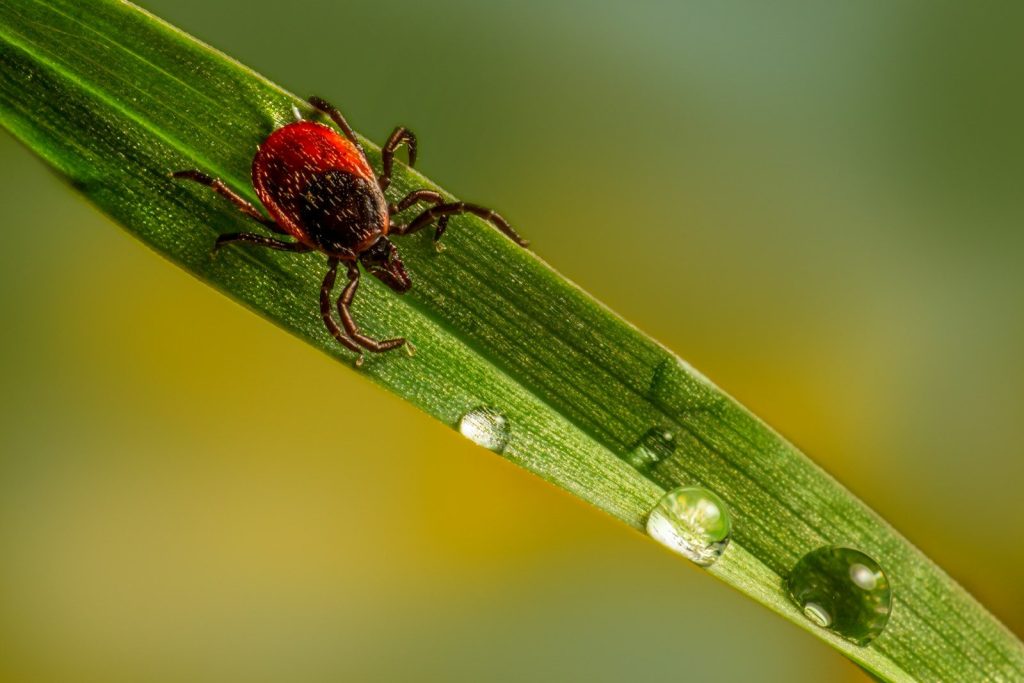 a red bug sitting on top of a green leaf