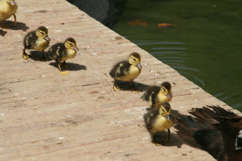 Several ducklings walk on a concrete path beside water.