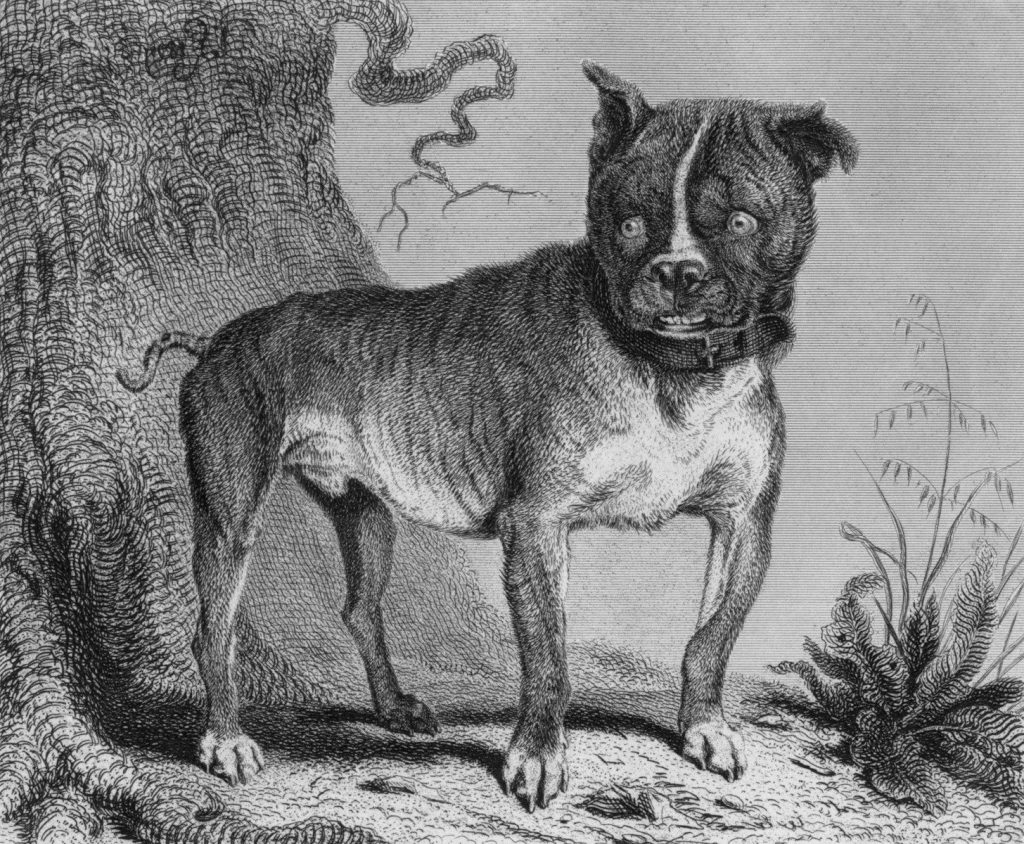 An old engraving of a bulldog standing outdoors.