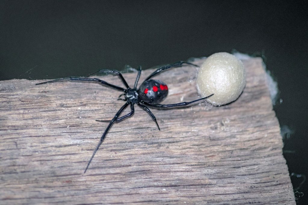 a black and red bug