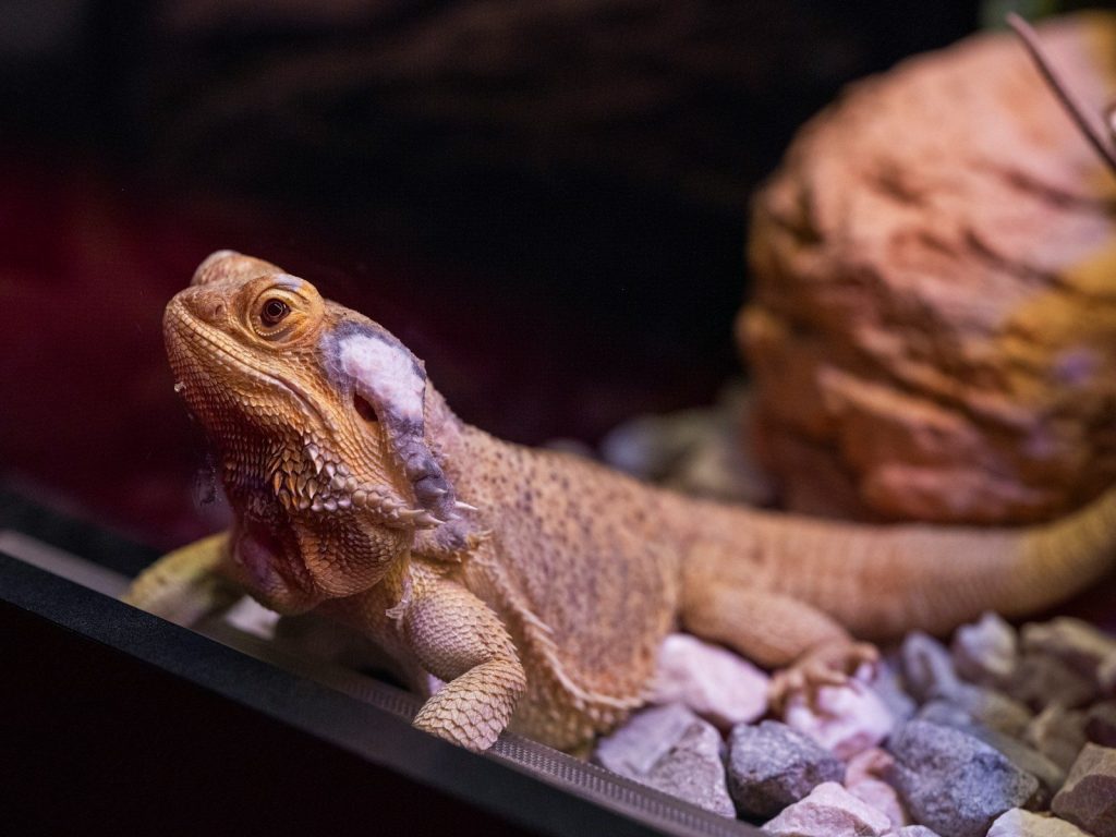 a close up of a lizard in a tank