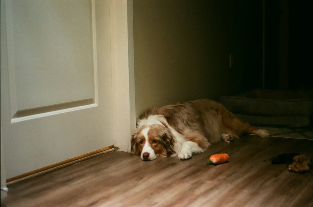 A brown and white dog laying on top of a wooden floor