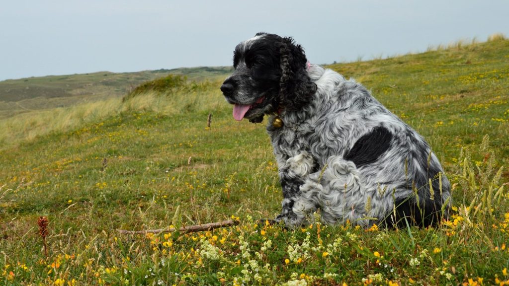 A blue roan cocker spaniel sits in a grassy field.