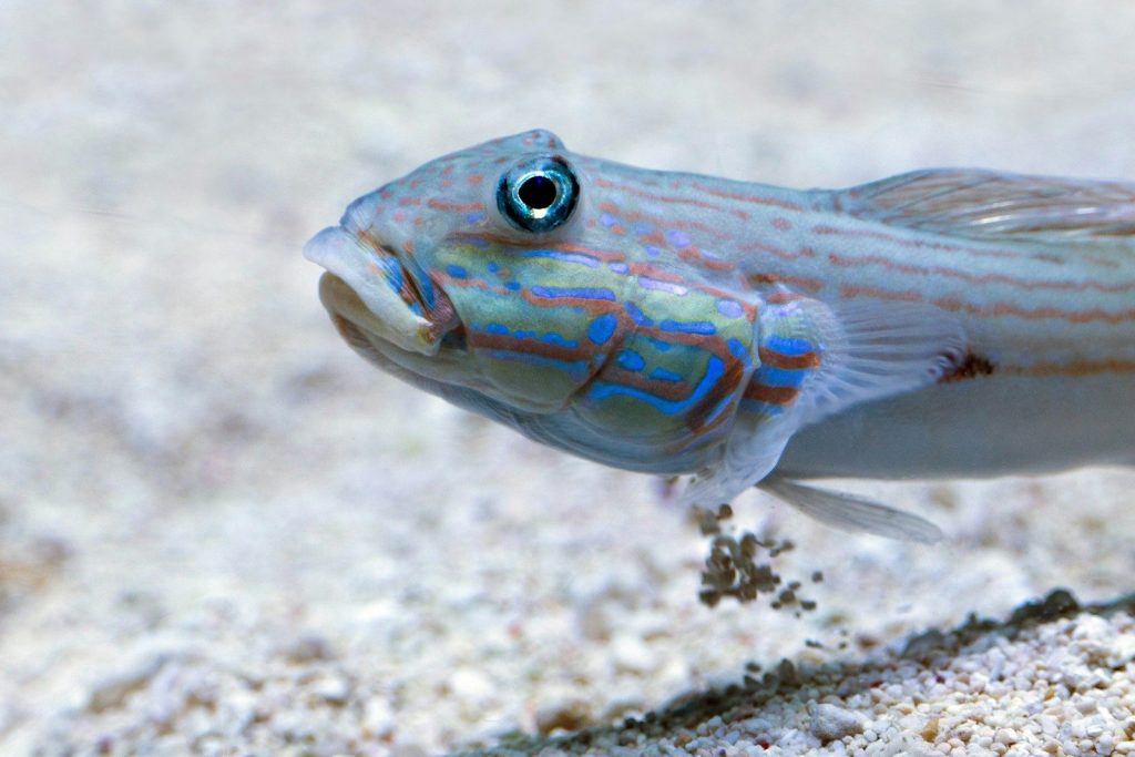 A blue and white fish with a blue eye