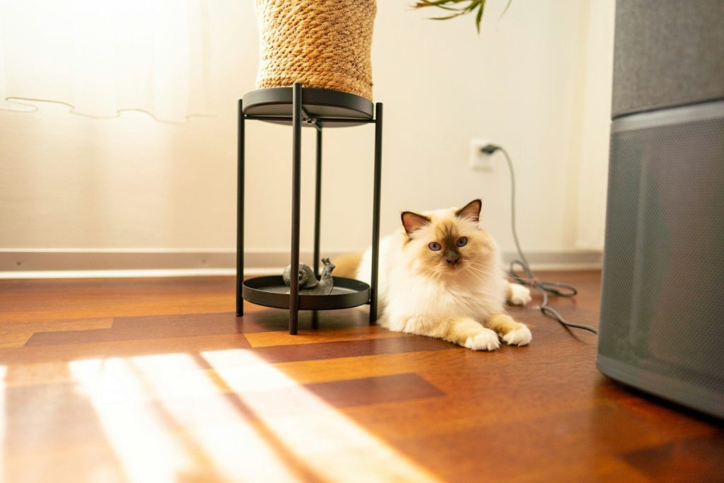 A fluffy cat rests on a polished wooden floor.