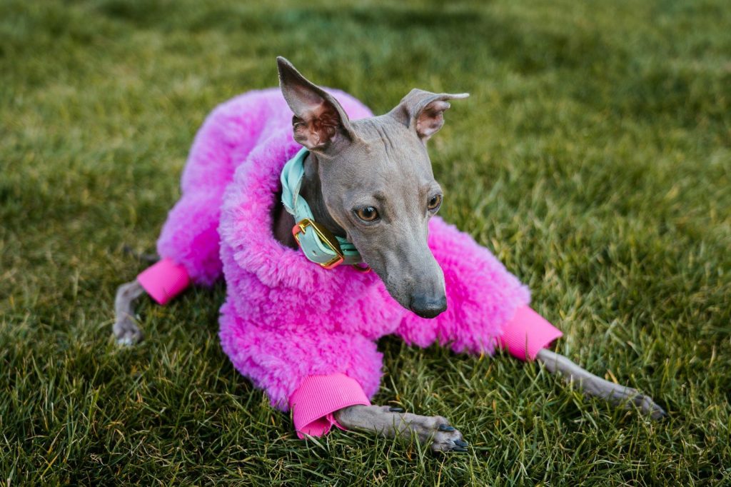 A greyhound dog wearing a pink fluffy coat.