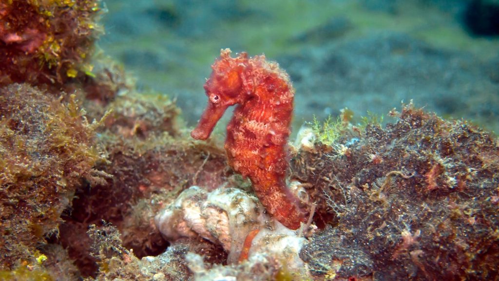 a sea horse is sitting on the seaweed