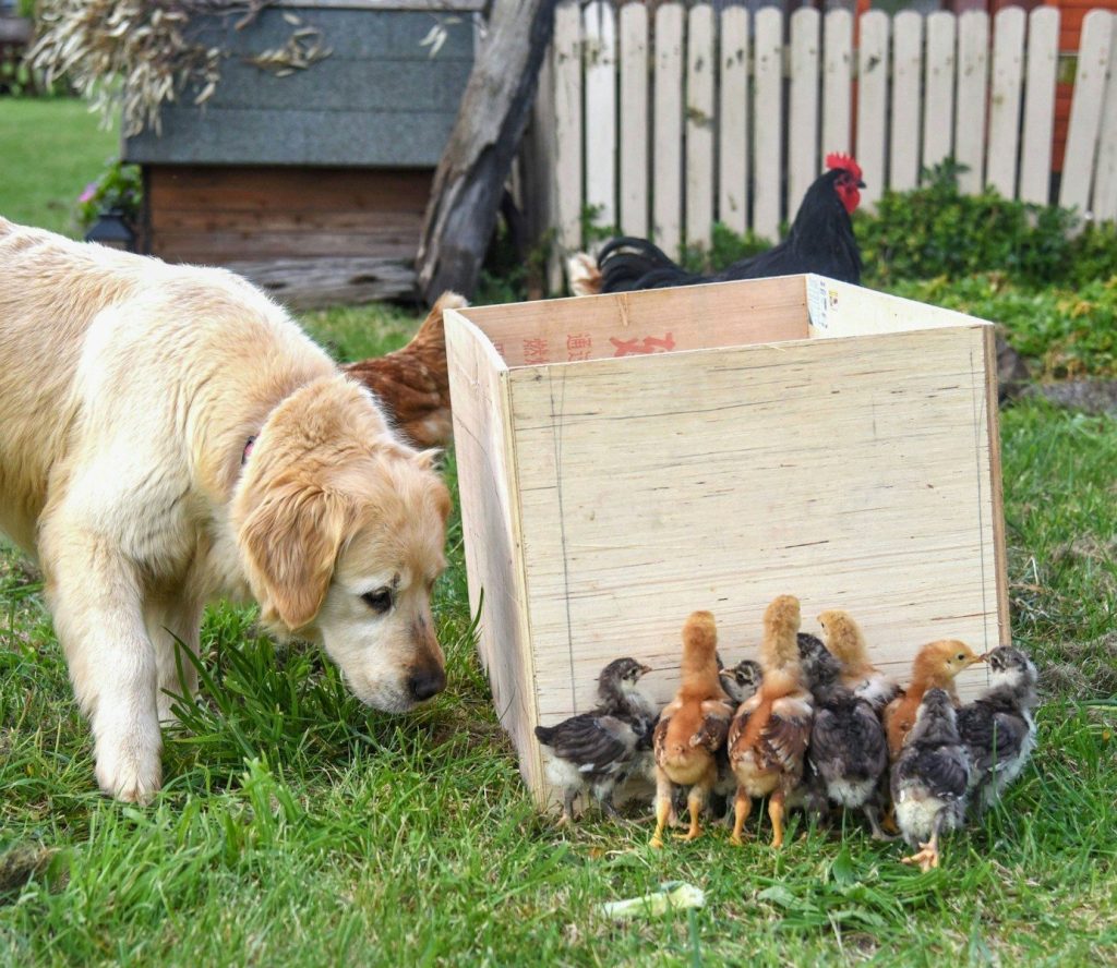 A dog sniffing a box full of chickens