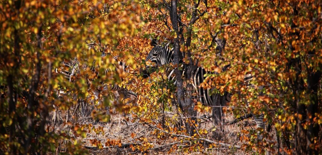 zebra standing on green grass during daytime