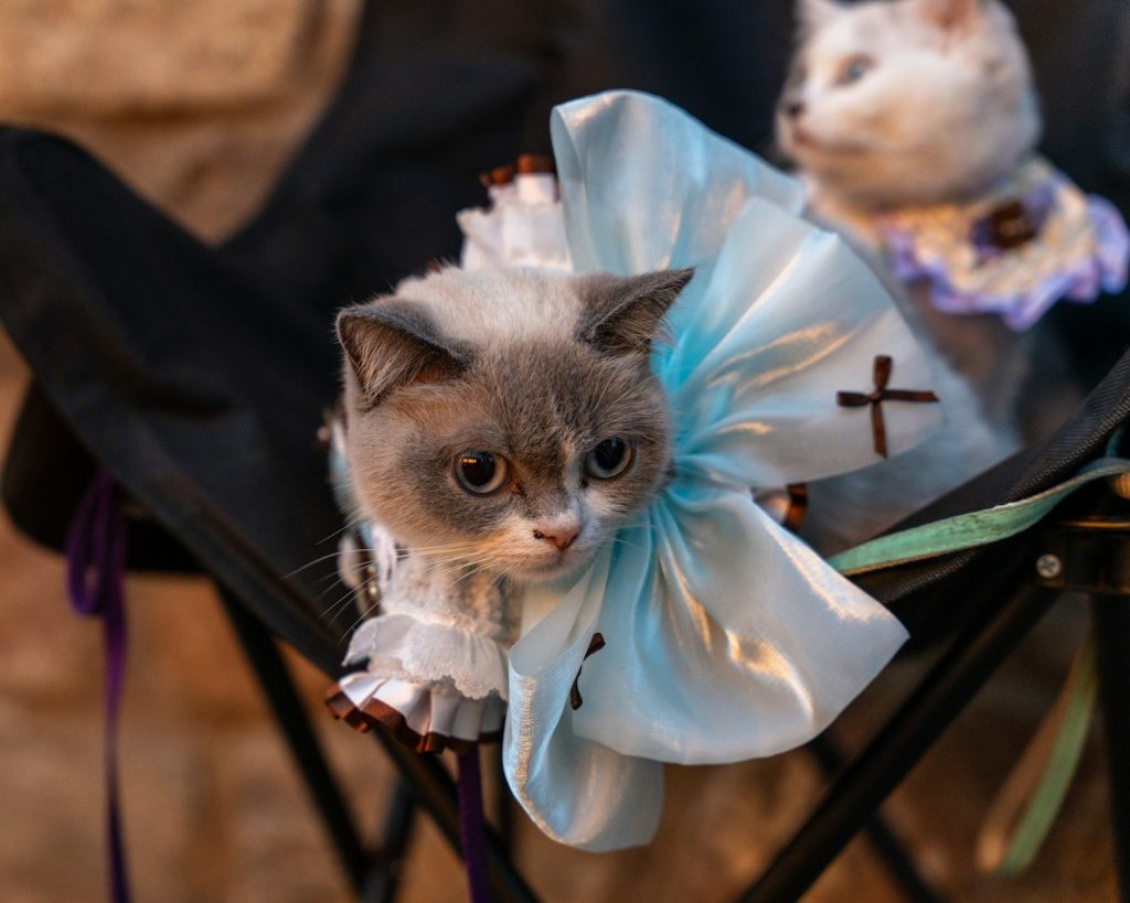 Grey and white cat wearing a blue dress.