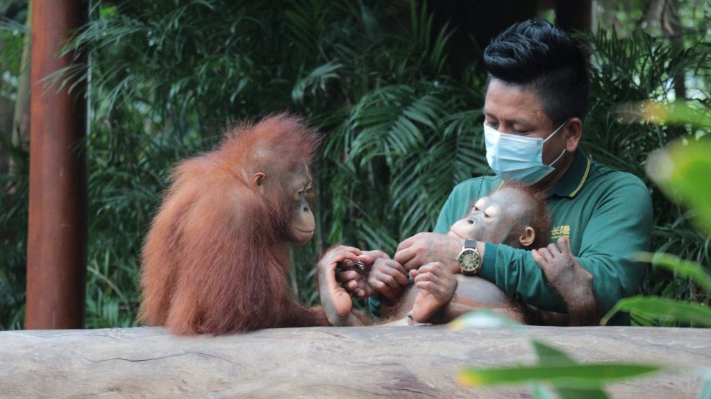 a man wearing a face mask holding a baby oranguel