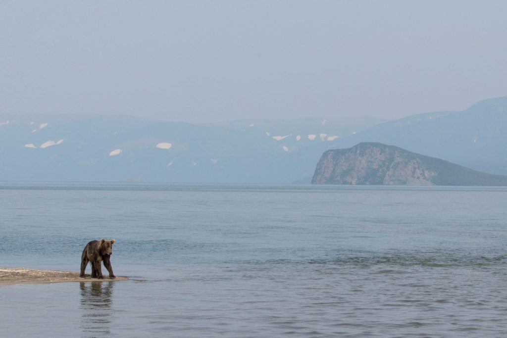 A bear standing on top of a sandy beach next to the ocean