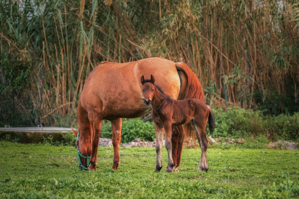 A brown horse and its foal grazing in a field.