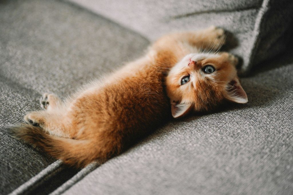A kitten laying on its back on a couch