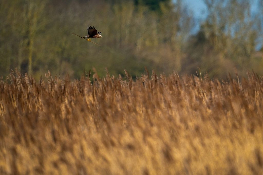 A bald eagle soars over tall, dried grass.