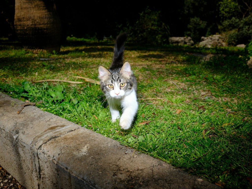 A tabby and white cat walks on grass.