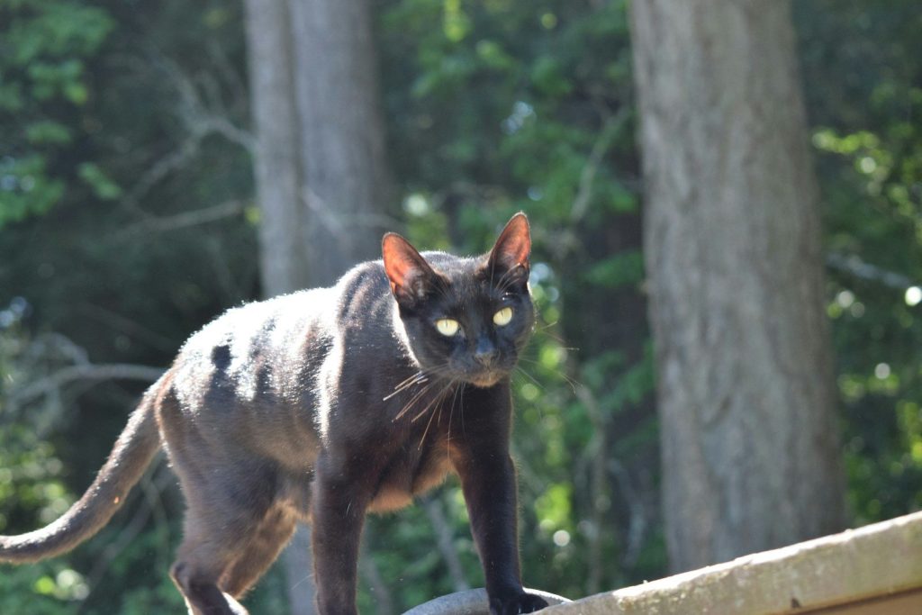 A black cat stares intently at the camera.