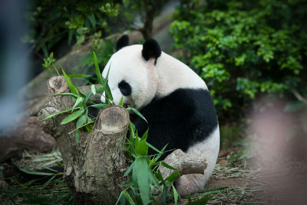 A panda bear sitting on top of a tree branch