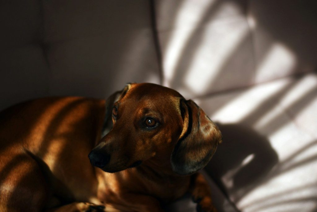 a dog lying on a bed