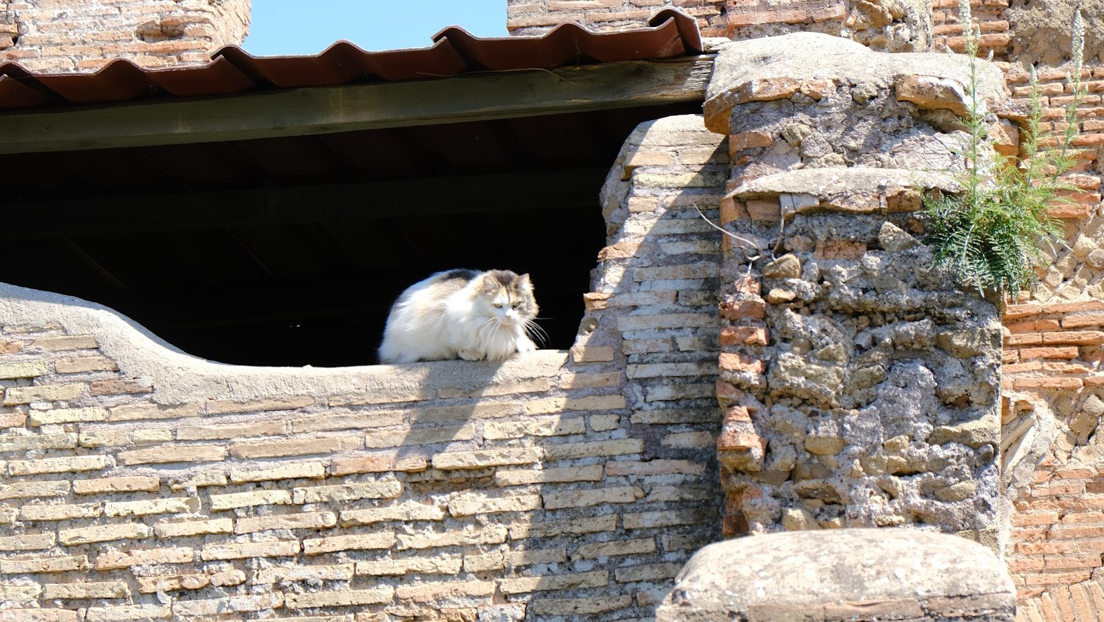 a cat sitting in a window of a brick building
