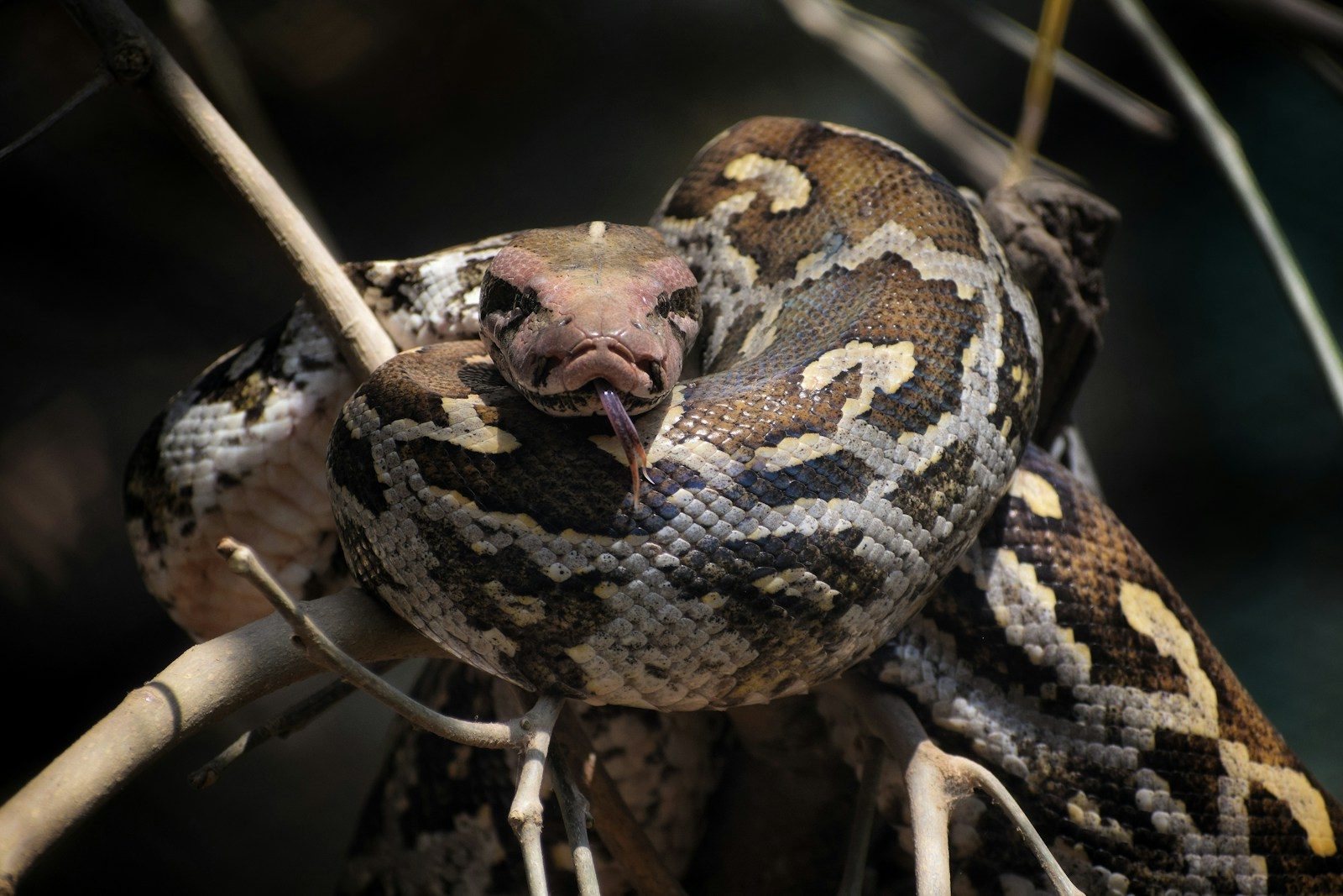 a large snake sitting on top of a tree branch
