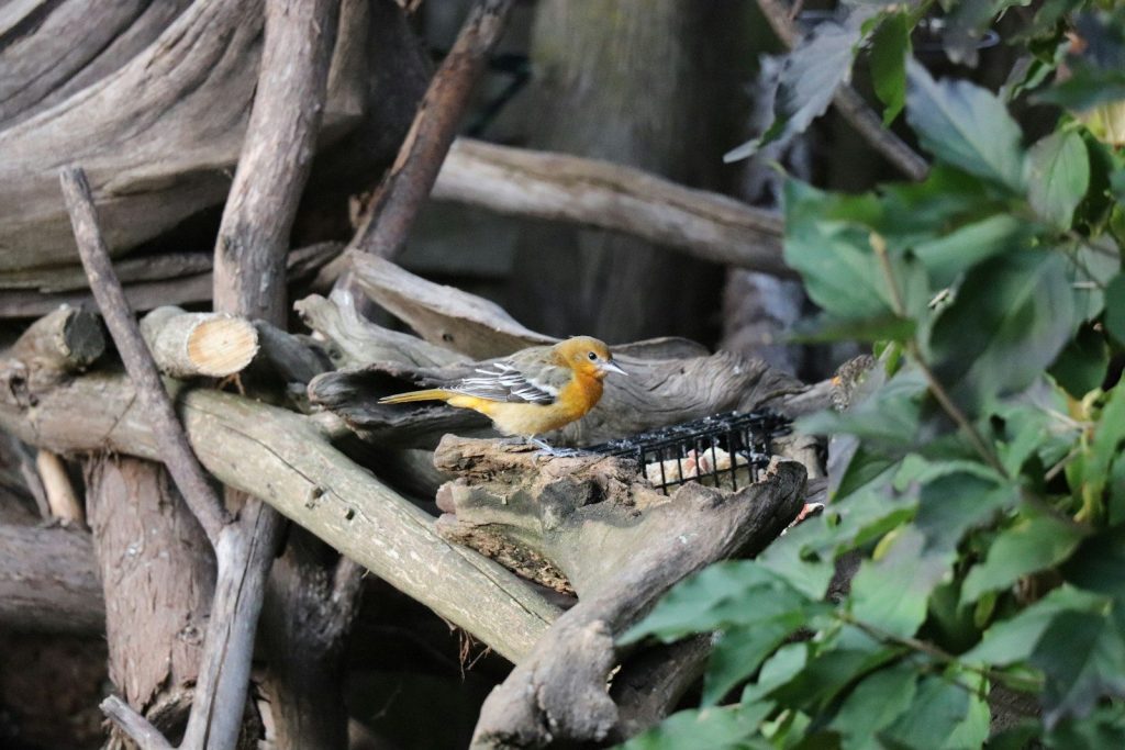 A bird sitting on top of a pile of wood