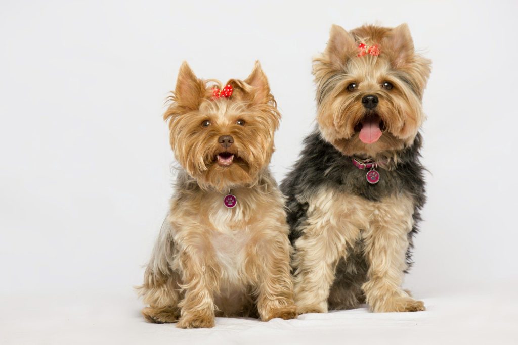 black and brown yorkshire terrier