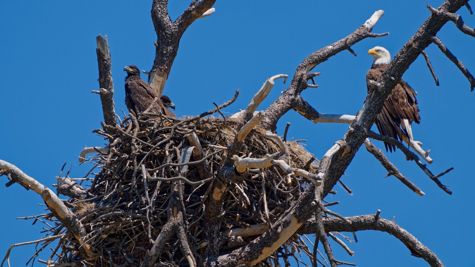 Eagles perch in their nest within a tree.