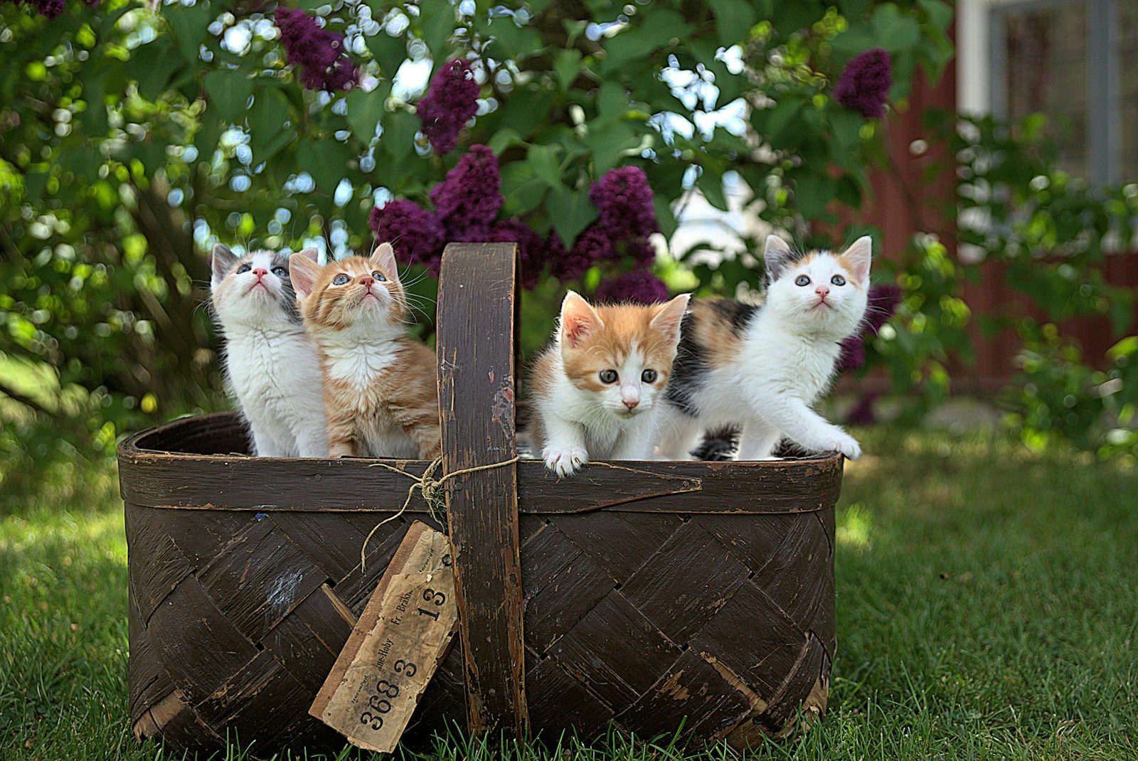 Cat Myths That Simply Aren’t True