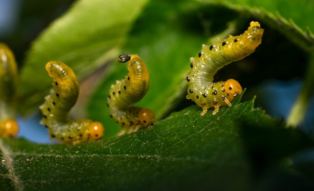 a group of caterpillars on a green leaf