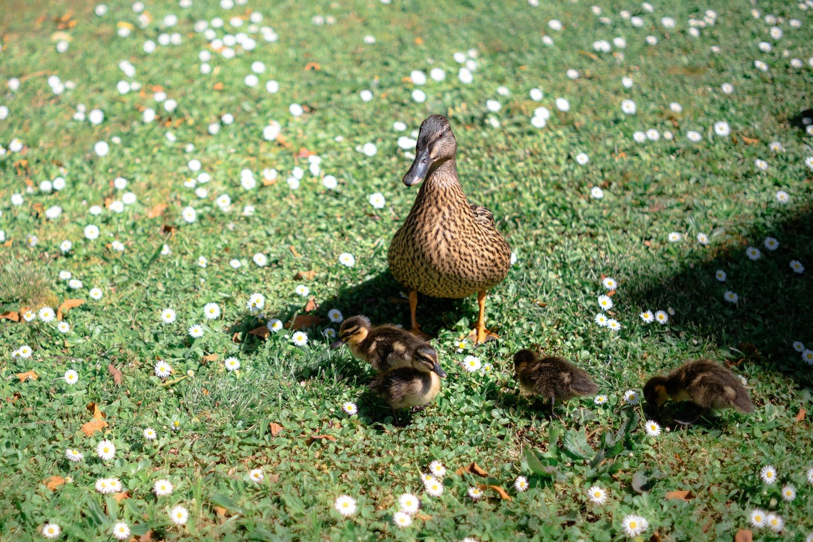 a mother duck and her ducklings in the grass