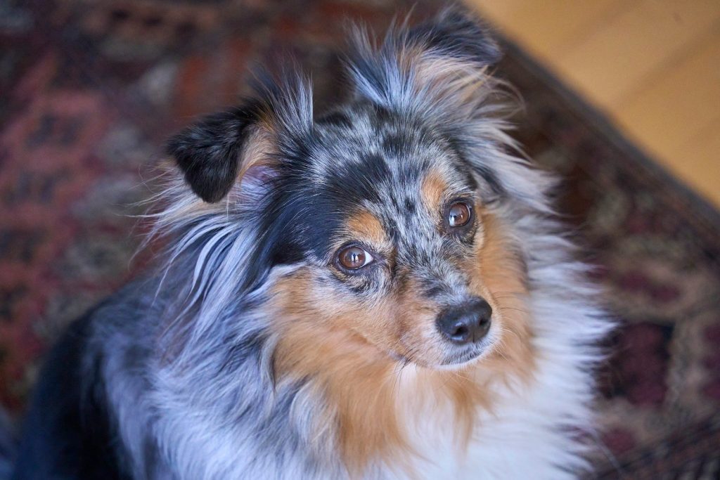 A fluffy merle dog with expressive eyes looks up.