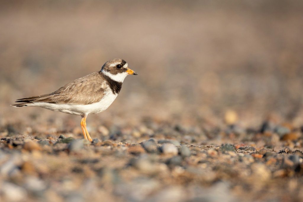 A plover bird stands on a rocky beach.