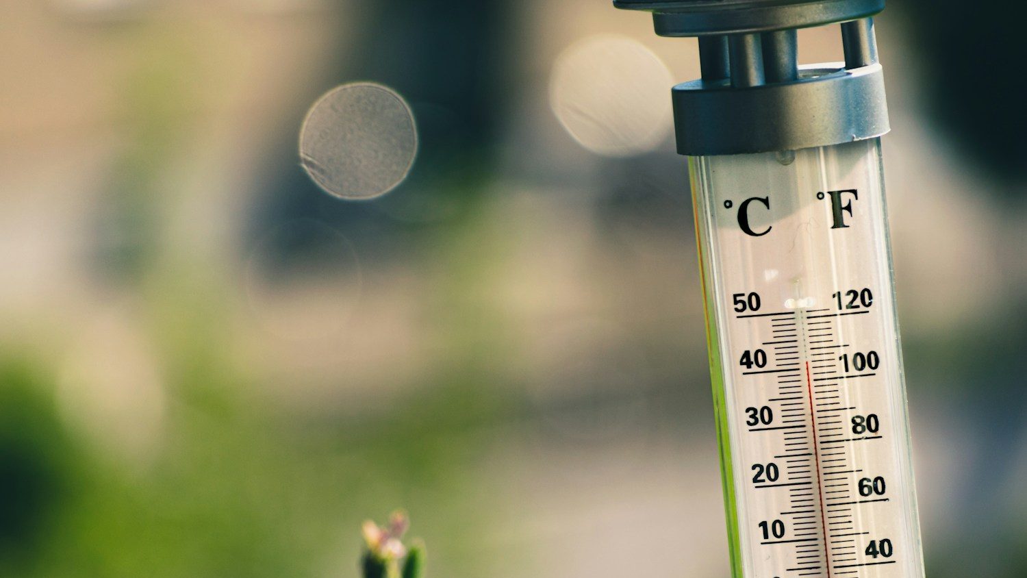 bokeh photography of thermometer on plant