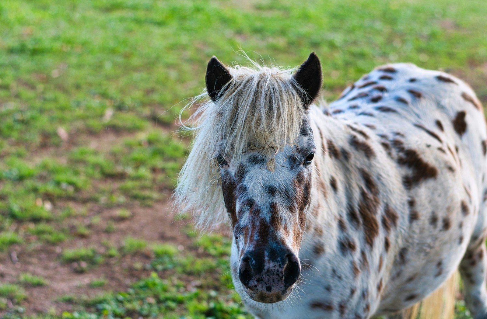 A spotted horse with a light mane in a field.