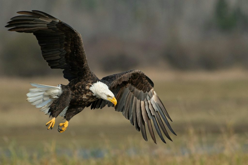 bald eagle above brown frield