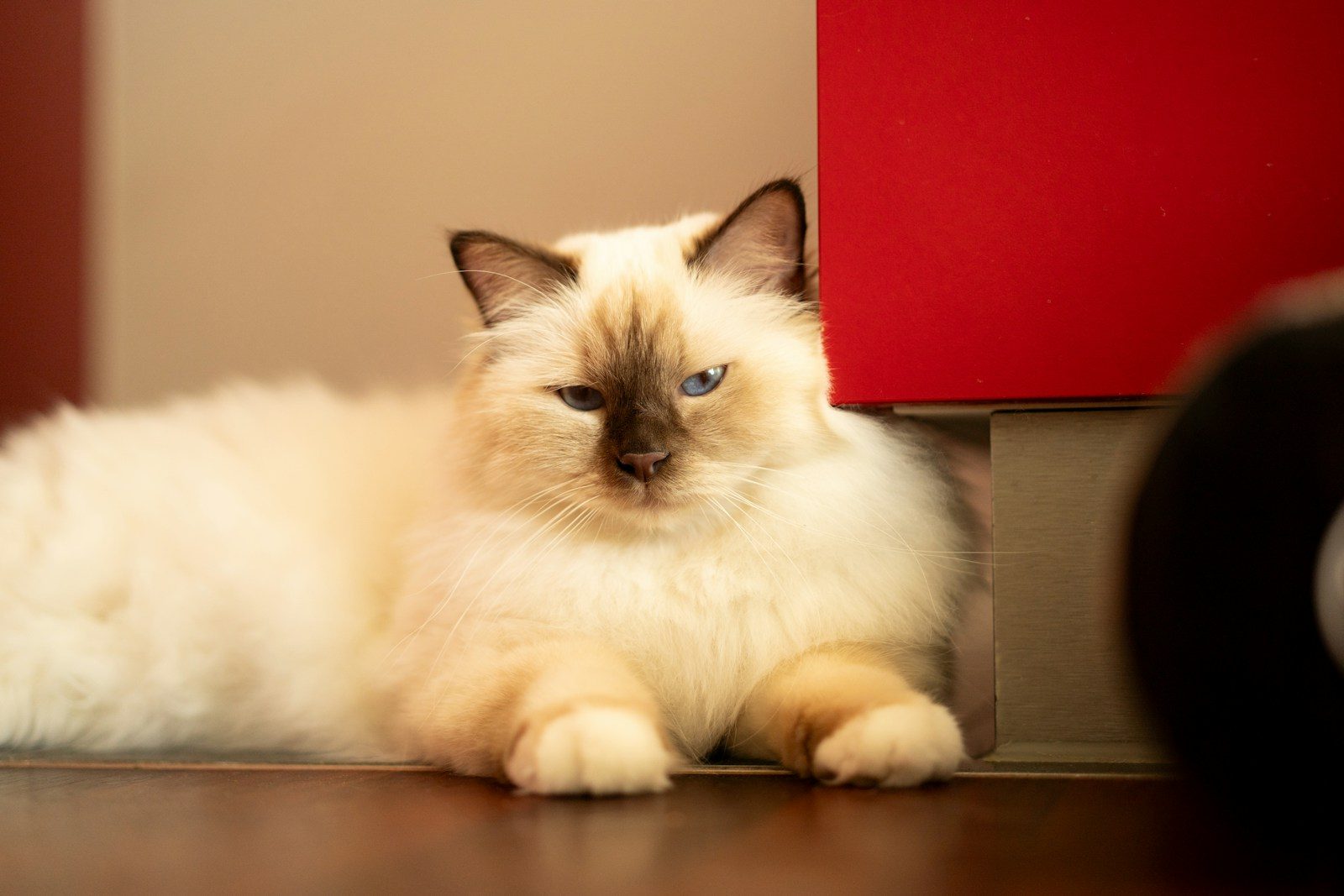 A fluffy white cat with blue eyes rests indoors.