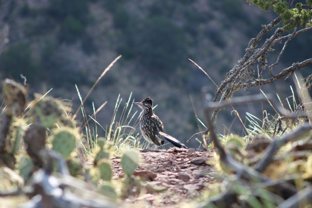 A roadrunner stands on a dirt path with cacti.