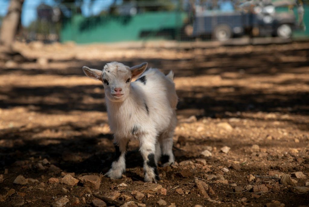 a baby goat standing on top of a dirt field