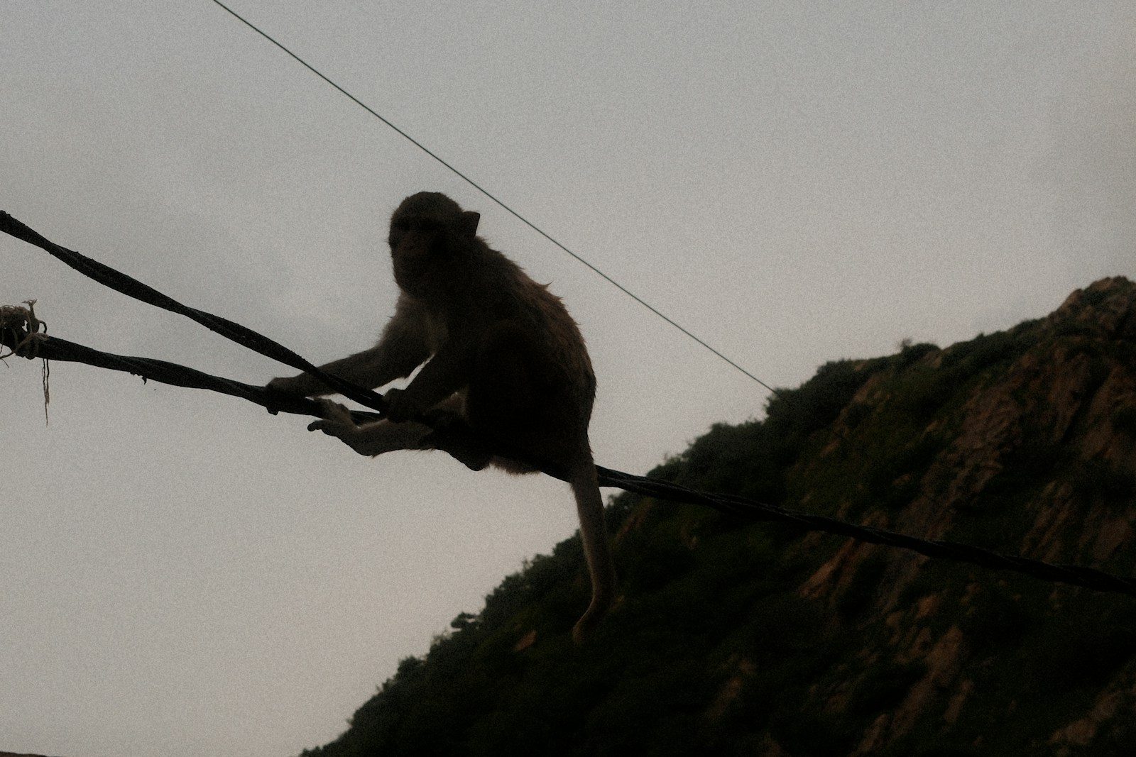 Monkey sitting on power lines against cloudy sky