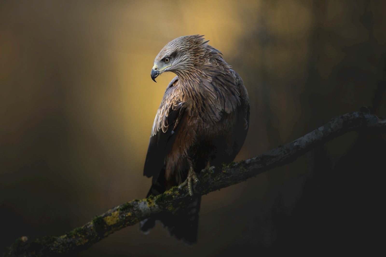a bird sitting on a branch in the dark