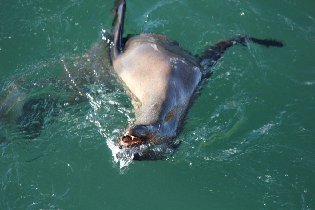 a large animal swimming in the water