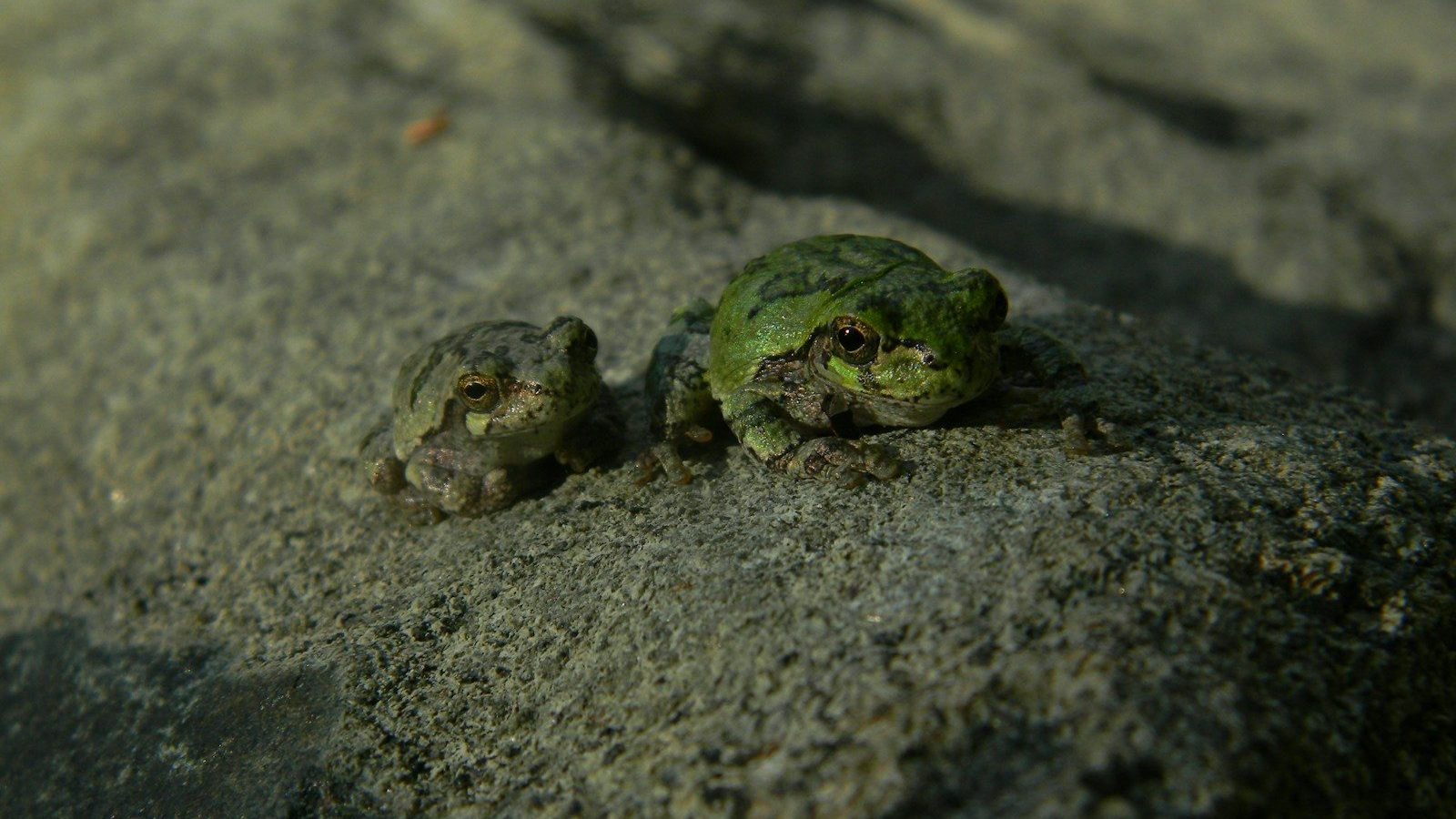 a group of frogs on a rock