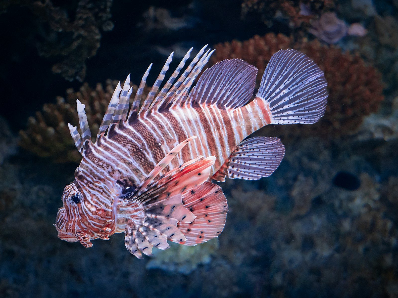 Dangerous Ocean Creatures You Might Encounter Beneath the Waves
