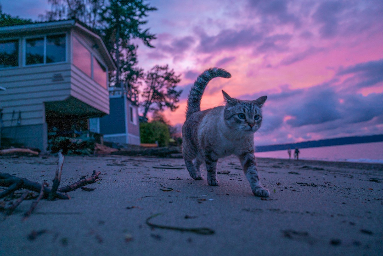 gray and black cat walking on seashore