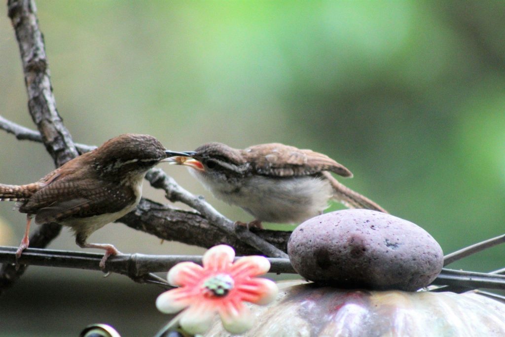 a couple of birds sitting on top of a tree branch