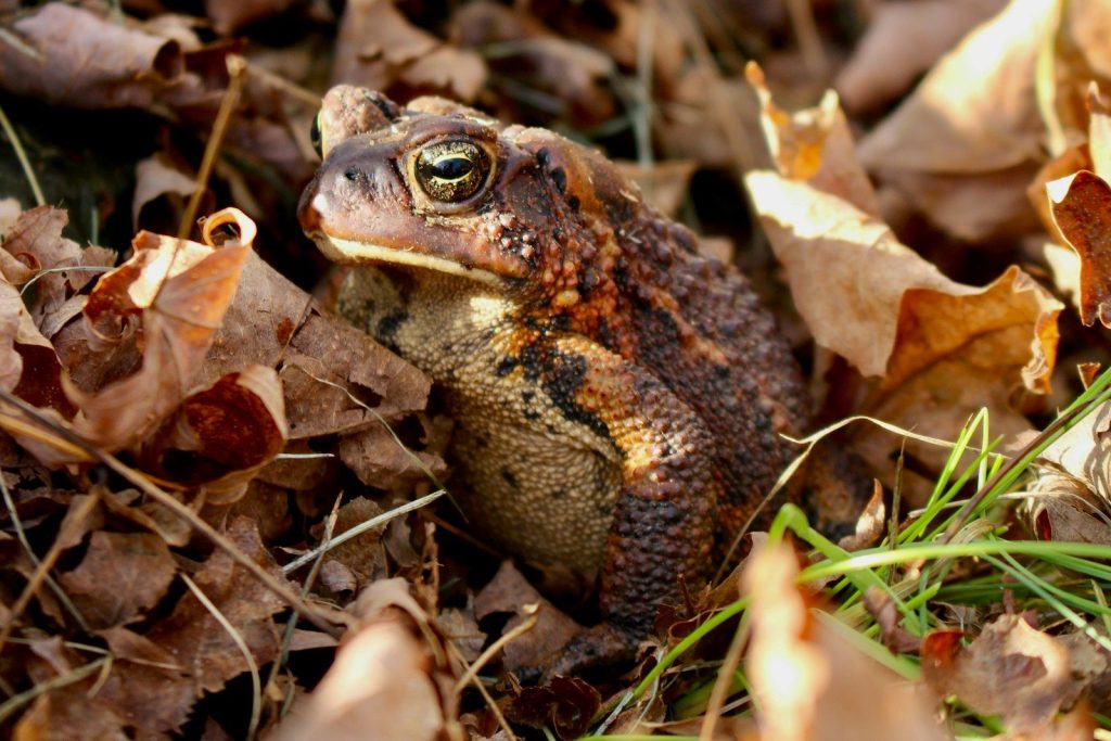 A frog is sitting in the leaves on the ground