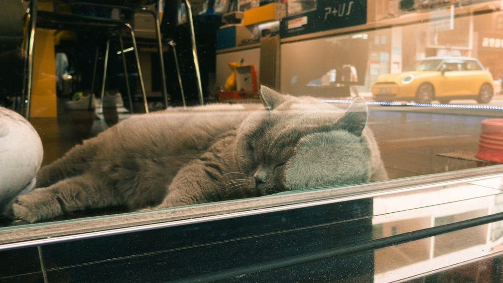 A fluffy gray cat sleeps in a window.