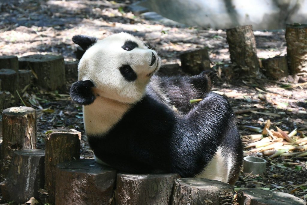 A panda sits on logs, chewing bamboo.