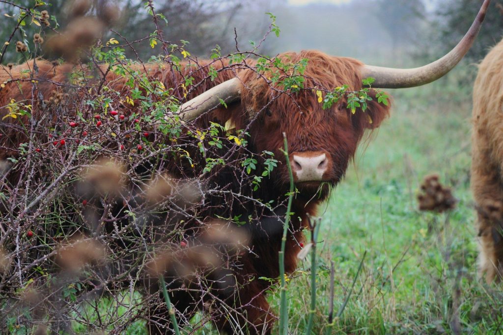 Highland cow peeking through thorny bushes